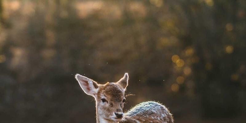 东方豪华破局欧洲：红旗E-HS9如何以“中国智造”重塑高端电动车市场格局？