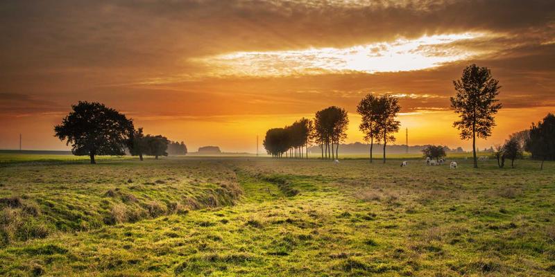 从供应链到服务链:深度解析中国一汽本土化战略如何重塑您的购车体验