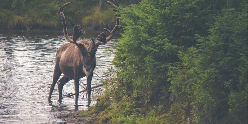 算力革命!中国一汽奔腾T90搭载8155芯片,十万级SUV智能座舱体验迎来“代际跃升”